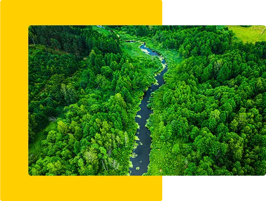 Pădure verde – simbol al sustenabilității și tranziției către energie curată